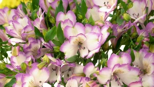 Jak uprawiać alstremerię? Roślina ma wiele pięknych odmian