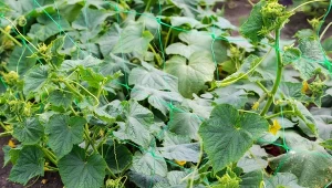 Jak wzmocnić ogórki na koniec sezonu. Zrób nawóz na bazie serwatki.