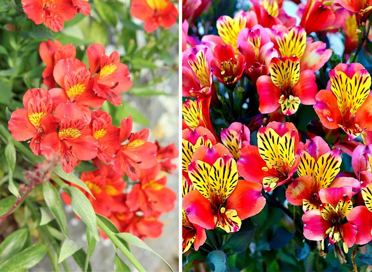 Alstremeria ma wiele barwnych odmian o intensywnych kolorach. Fot. dogfoxz123/gaimard