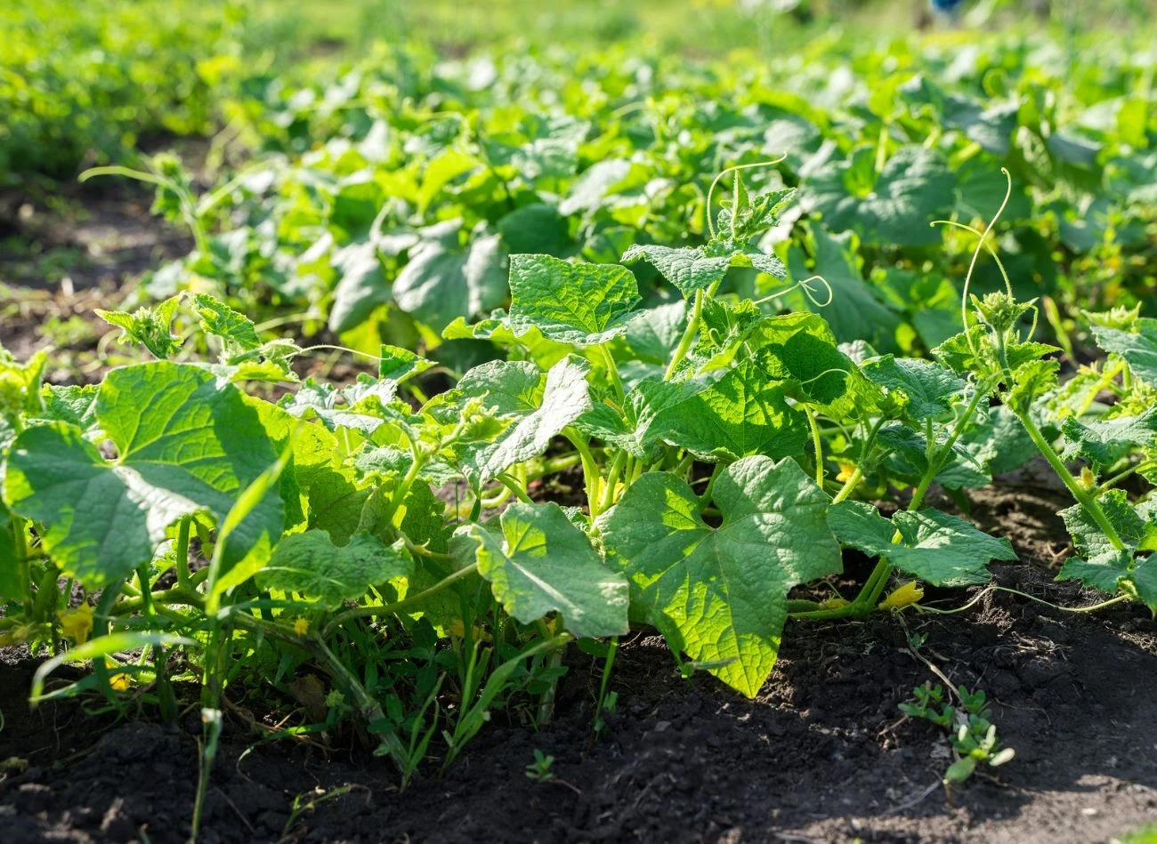 Nawóz z serwatki, drożdży i chleba wzmocni i zwiększy plonowanie ogórków na koniec sezonu.