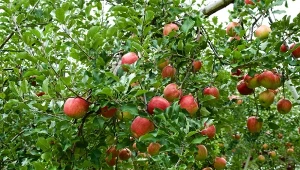 Jak skutecznie zapobiec gniciu jabłek na drzewach? Jest na to kilka niezawodnych spososbów.