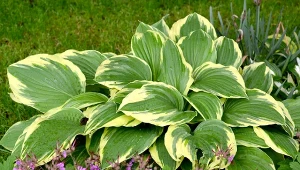 Z łupin orzechów można zrobić ściółkę do host, aby chronić rośliny przed ślimakami.