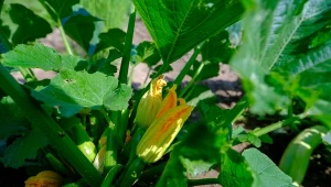 Herbatą kompostową warto zasilać m.in. cukinię.