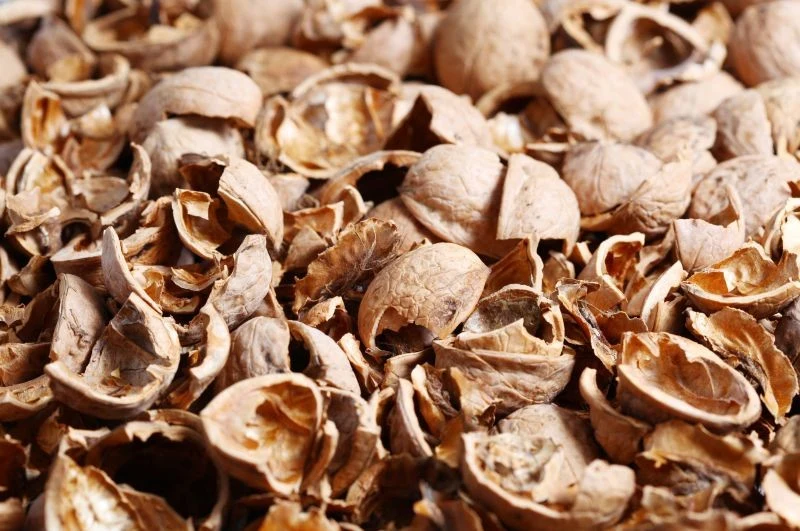 Zamiast wyrzucać łupiny orzechów, wykorzystajmy je z pożytkiem w ogrodzie