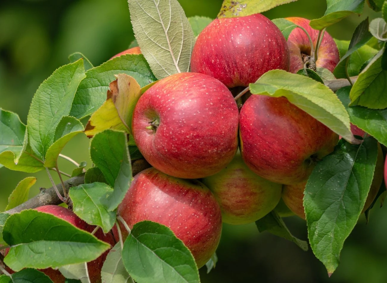 Aby skutecznie zapobiec gniciu jabłek na drzewie, wartko korzystać z kilku metod jednocześnie