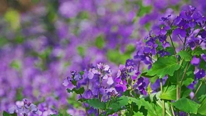 Wysiew kwiatów do gruntu na koniec sierpnia. Jakie kwiaty i byliny można jeszcze posadzić?