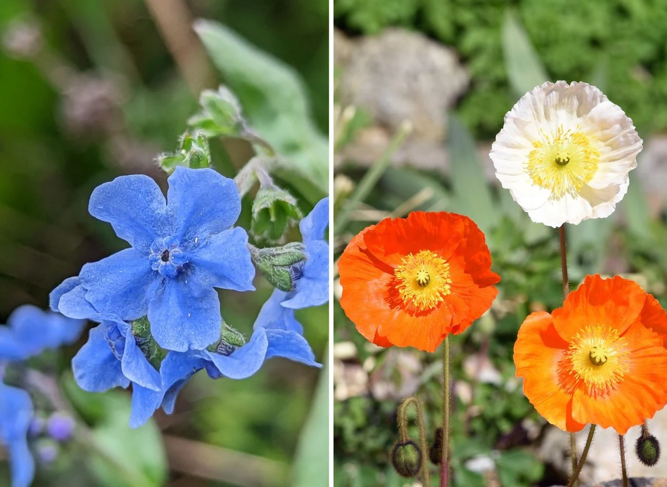 W sierpniu do gruntu może wysiać ostrzeń powabny i mak syberyjski. Fot. PostInsignem/emer1940