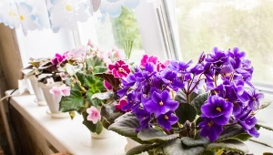 Parapet pełen bujnie kwitnących fiołków. Darmowy sposób na powiększenie kolekcji
