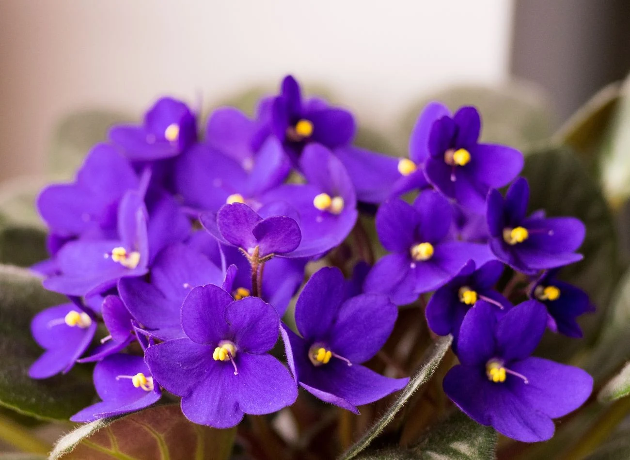 Fiołek afrykański występuje w wielu odmianach barwnych