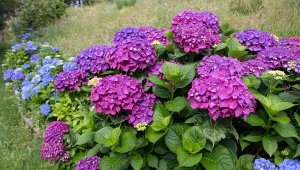 Jak nawozić hortensje pod koniec sezonu, aby dłużej kwitły?