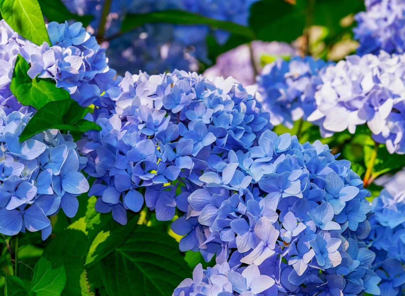 Napar z tytoniu pomaga obniżyć pH gleby, dzięki czemu odmiany o niebieskich i fioletowych kwiatach mają bardziej intensywną barwę
