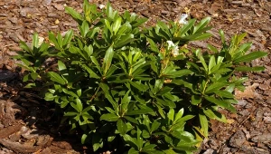 Pod koniec sierpnia najlepiej zakwasić podłoże rododendrona warstwą trocin z drzew iglastych. Można do tego użyć również kory lub igliwia.