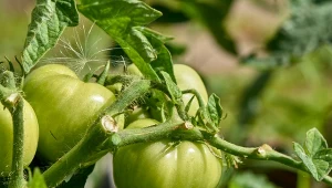 Jak nawozić pomidory popiołem drzewnym? Potrzebują go pod koniec sierpnia