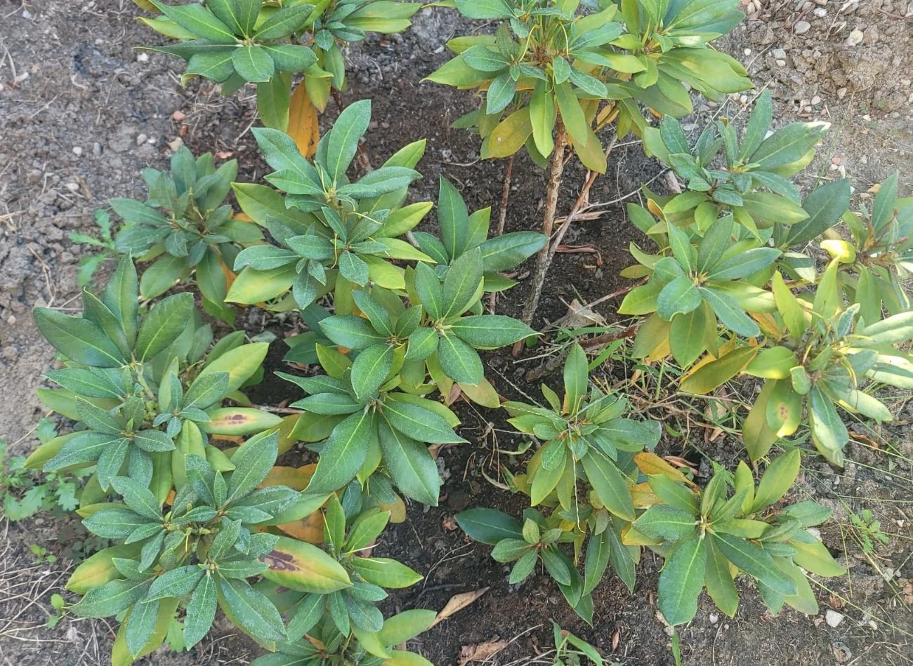 Dlaczego rododendron ma żółte liście?