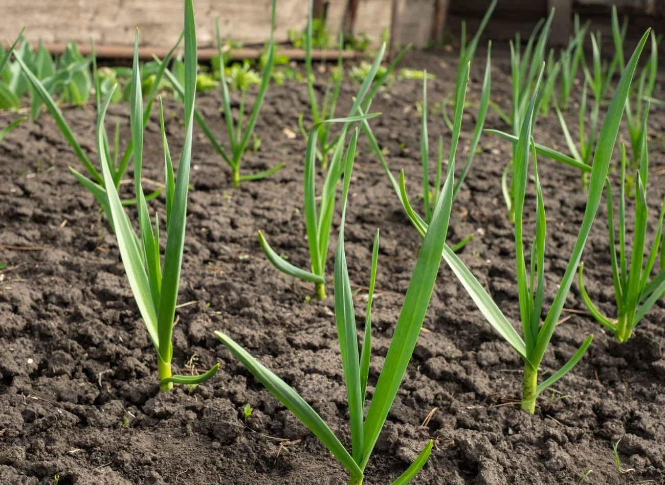 Po cebuli nie należy sadzić porów, czosnku a także cebuli. Fot. Evgeni Safonov/CanvaPo