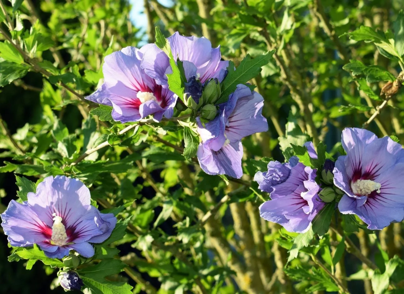 Hibiskus ogrodowy występuje w wielu odmianach barwnych