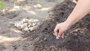Podpowiadamy, na jakie odmiany czosnku zimowego warto się zdecydować.