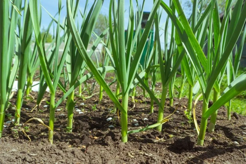 Ozime odmiany czosnku dobrze zimują na zagonach i wcześnie rozpoczynają wegetację wiosną