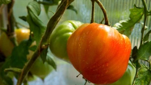 Wodą ryżową możemy podlewać pomidory, aby szybciej i równomierniej dojrzewały.