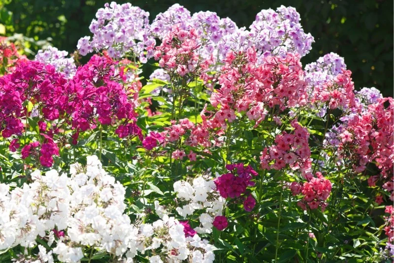 Przycinanie floksów to prosty zabieg pielęgnacyjny. Jednak trzeba mieć na uwadze, iż sposób jego wykonania jest uzależniony od formy wzrostu rośliny.