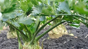 Najważniejsze pierwiastki dla selera na koniec lata to potas, który odpowiada za jędrność i smak korzenia, oraz wapń.