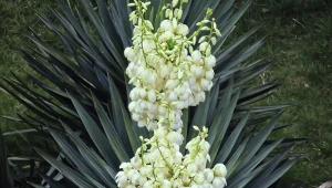 Jak zadbać o jukę ogrodową, gdy przekwitnie?