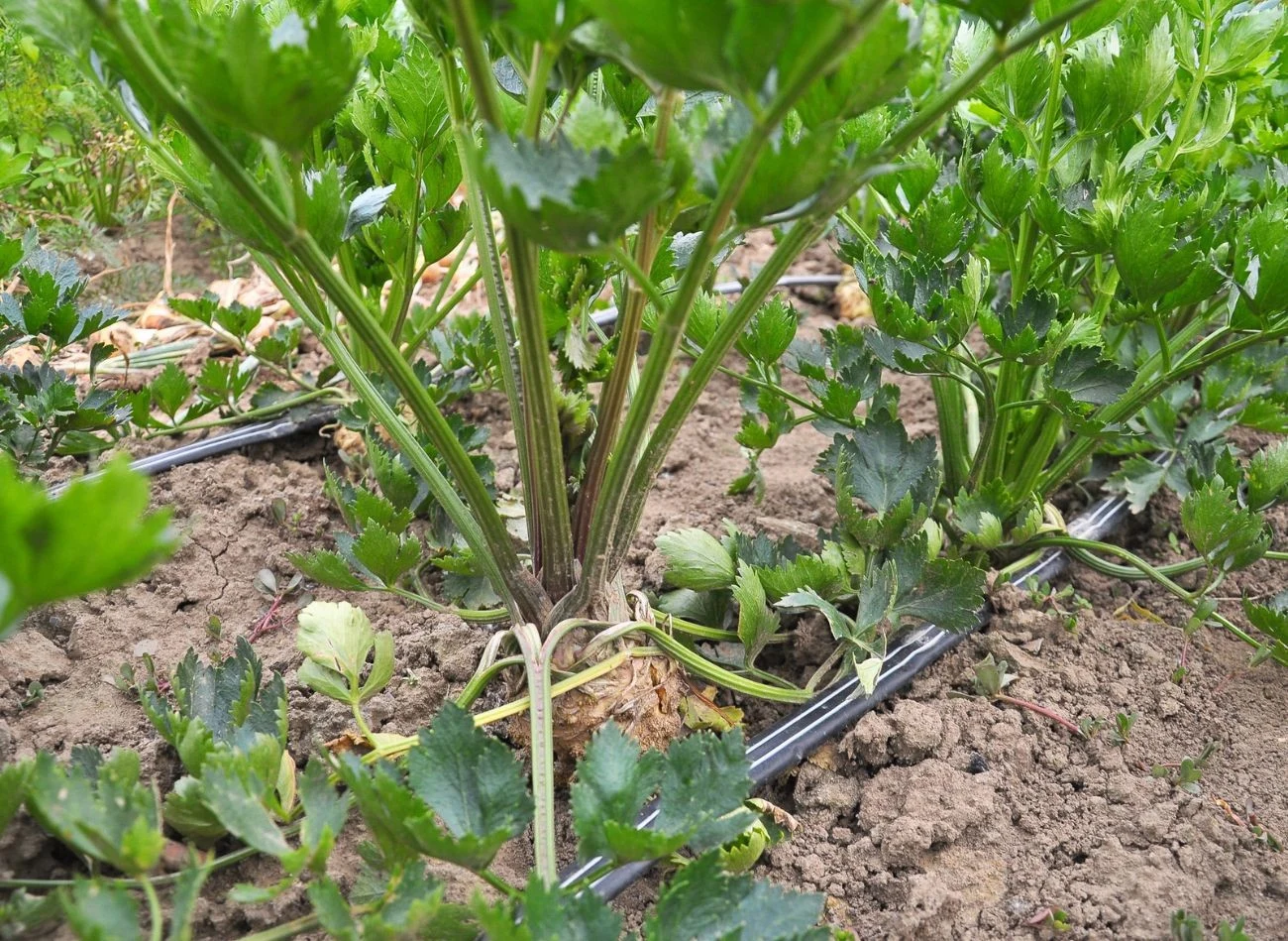 Pomożesz bulwom selera, jeśli odsłonisz ich szczyty i oberwiesz najniżej położone liście.