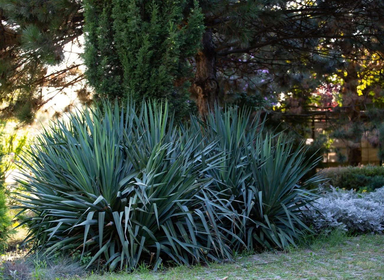 Po przekwitnięciu juki trzeba usunąć wszystkie zeschnięte kwiatostany i zastosować naturalne nawożenie.