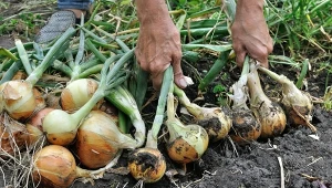 Zbiór cebuli w sierpniu. Nie przegap ważnego momentu, główki będą długo twarde i zdrowe