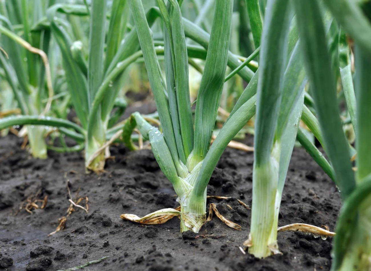 Część ogrodników zaleca, aby "deptać" cebulę, łamiąc naziemną część rośliny przed zbiorem.