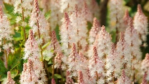 Posadź w sierpniu, wiosną pokryje się puchatymi kwiatami. Wyrośnie nawet tam, gdzie ziemia jest jałowa
