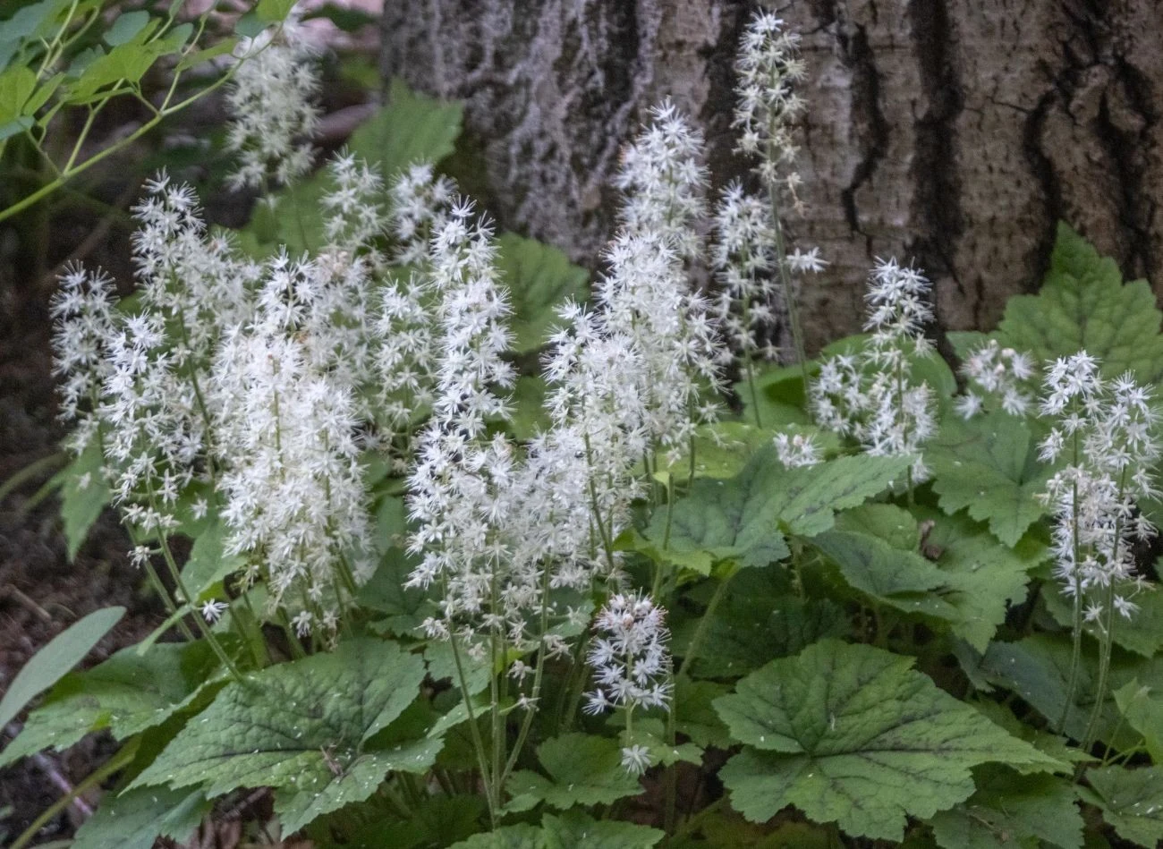 Tiarella sercolistna może być efektowną ozdobą najciemniejszych miejsc ogrodu, np