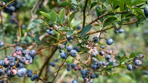 Gdy borówka amerykańska kończy owocowanie, trzeba o nią zadbać w sposób szczególny.