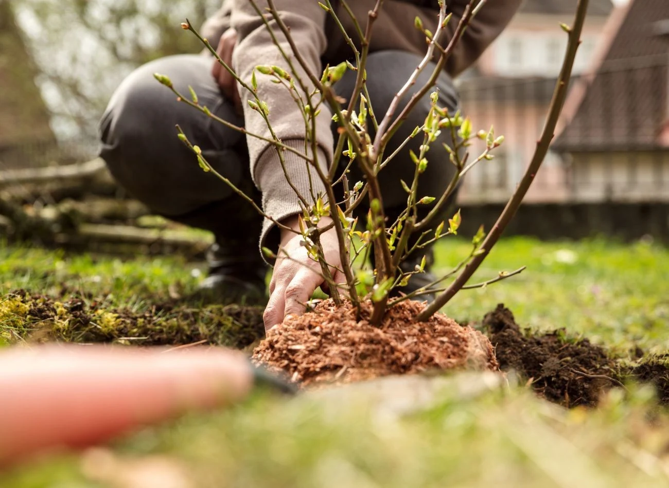 Do ściółkowania borówki amerykańskiej najlepiej wykorzystać korę drzew iglastych, szyszki czy wióry częściowo przekompostowane.