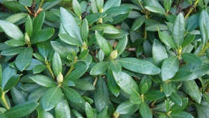 Jesienne nawozy do rododendronów. Wzmacniają i pobudzają do zawiązywania pąków kwiatowych