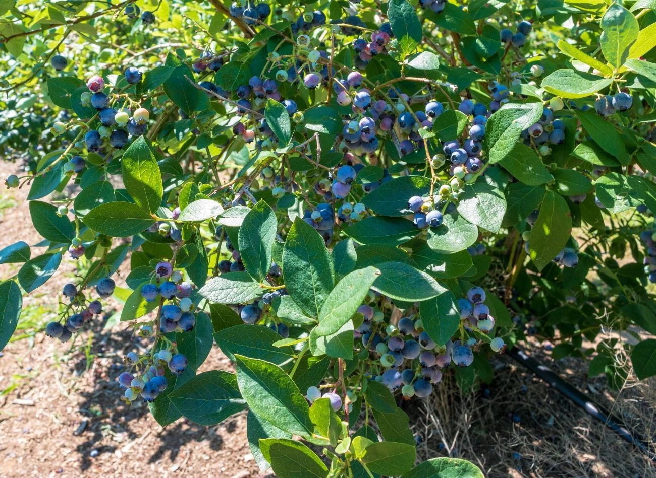 Dla borówki amerykańskiej jednak nawożenie azotem jest ważne właśnie pod koniec lata i we wrześniu.