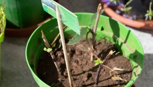 Cynamon świetnie sprawdza się jako domowy ukorzeniacz do roślin i nie tylko.