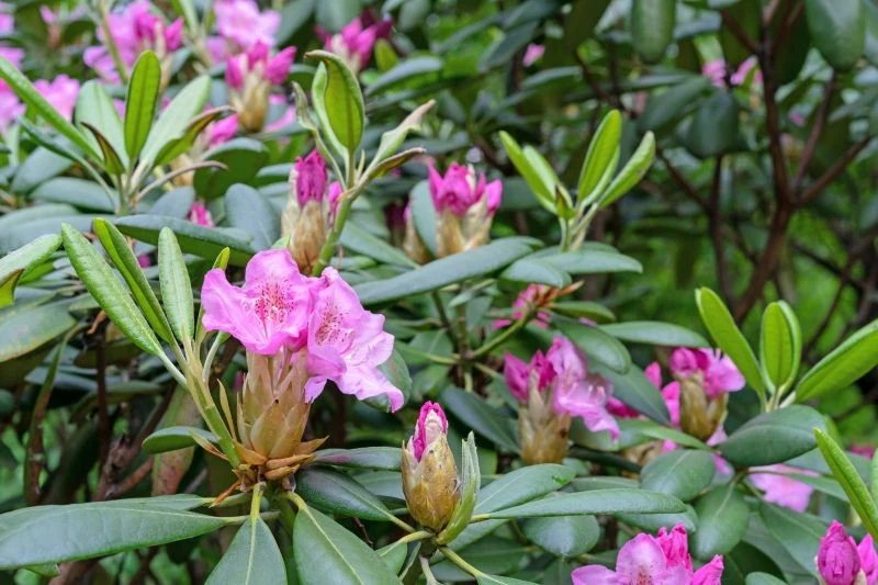 Dzięki odpowiednim nawozom zastosowanym pod koniec lata rododendron zawiąże więcej pąków kwiatowych