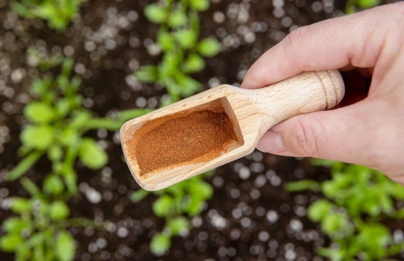 Cynamon w ogrodzie odstraszy szkodniki i pomoże w walce z chorobami grzybowymi roślin