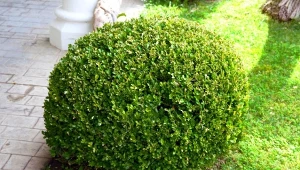 Ćma bukszpanowa zagraża naszym krzewom. Jak z nią walczyć w naturalny sposób?