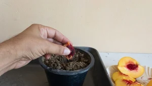 Brzoskwinie z własnego ogródka dają mnóstwo satysfakcji, szczególnie gdy wyhodujesz je od pestki.