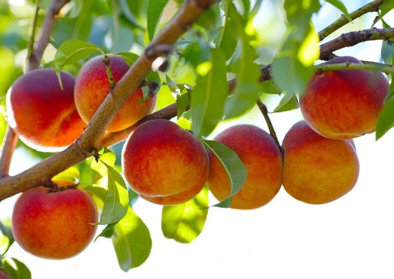 Drzewko brzoskwiniowe można wyhodować z pestki, wystarczy trochę cierpliwości i chęci.