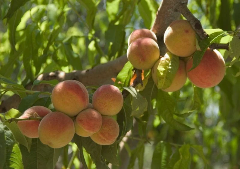 Brzoskwinia potrzebuje kilku lat, żeby zacząć owocować, a co roku plon będzie obfitszy.