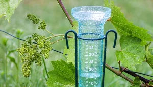 Deszczomierz to proste urządzenie, które może wspomóc pielęgnacje ogrodu.