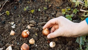 Kiedy najlepiej sadzić rośliny cebulowe, żeby zakwitły na wiosnę?