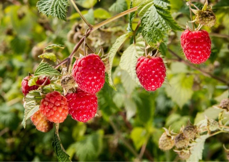 Maliny wymagają regularnego przycinania. Wtedy rosną najlepiej. Fot. Valdas Jarutis/Canva Pto