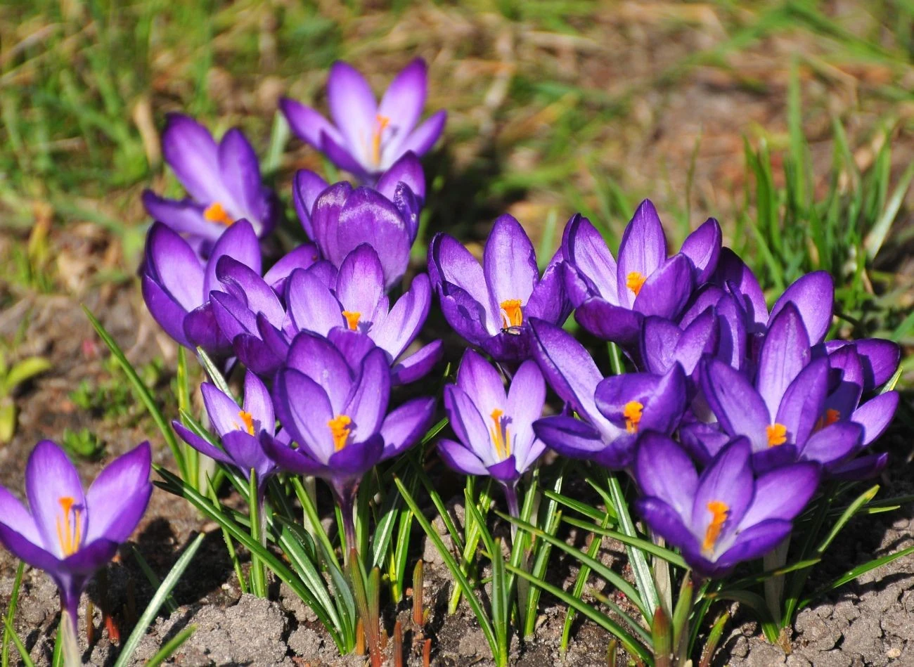 Krakusy to jedne z pierwszych wiosennych kwiatów