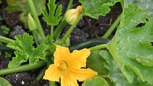 Jak wykorzystać wodę utlenioną w ogrodzie? Praktyczny poradnik ogrodnika