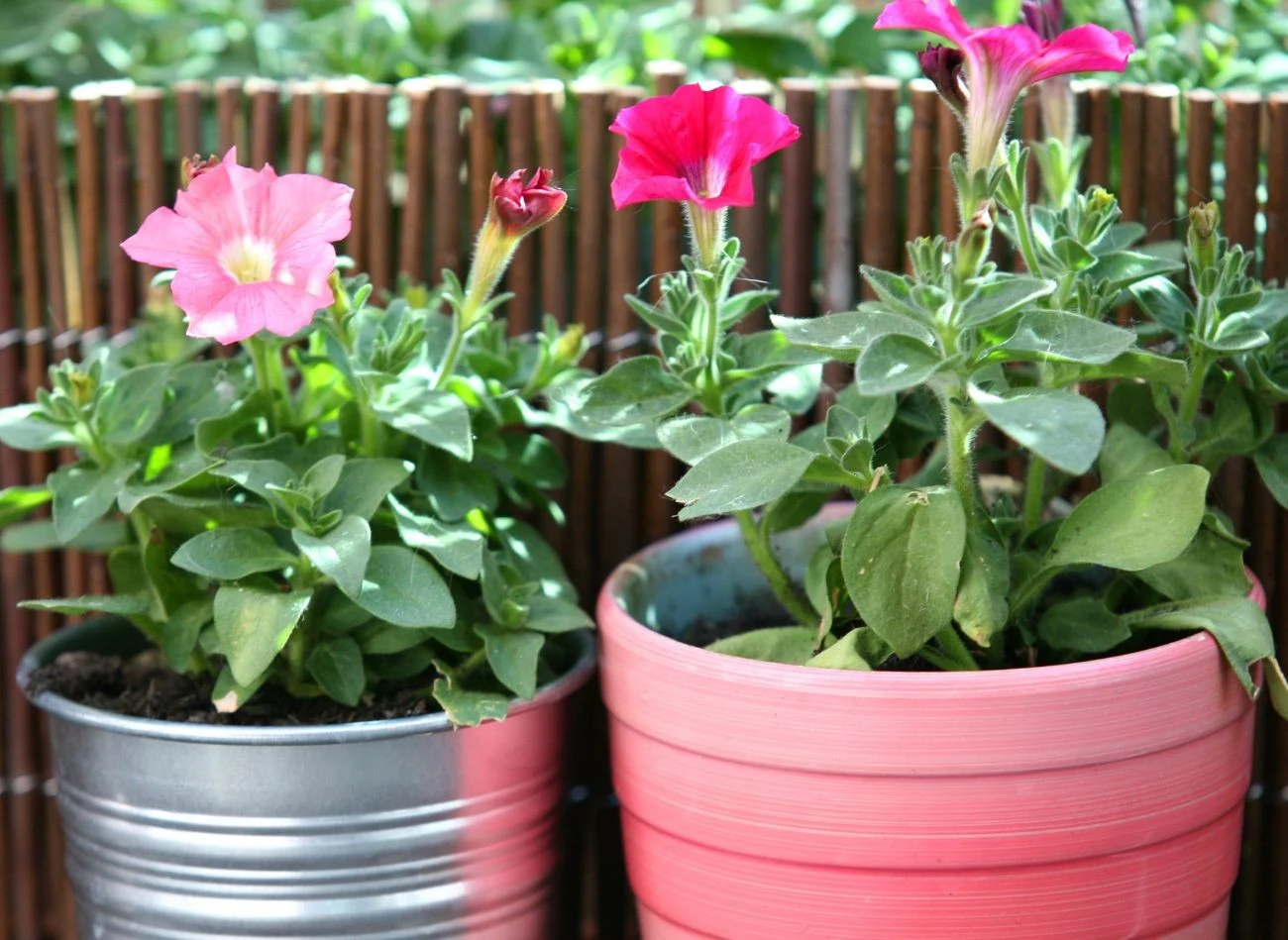 Po zaobserowaniu pleśni na ziemi, można podlać rośliny słabym roztworem wody utlenionej w celu pozbycia się patogenów