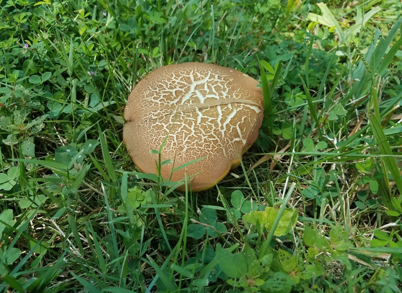 Niejadalne grzyby na trawniku stanowią zagrożenie dla ludzi i zwierząt.